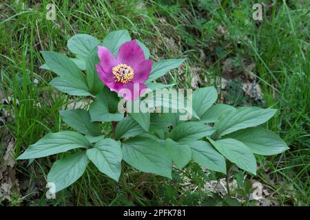 Paeonia corralina, Korallenpfingstrose, wilde Pfingstrose (Paeonia mascula), Pfingstrose, blühende Balkanpfingstrose, im Eichenwald, Sizilien, Italien Stockfoto