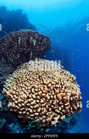 Kuppelkorallen (Porites nodifera) an Korallenriffwand, Rotes Meer, Daedalus-Riff, Deadalus-Insel, Ägypten Stockfoto