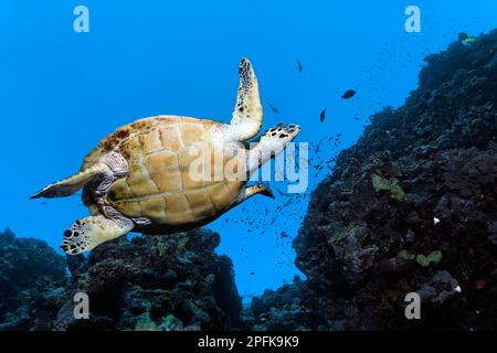 Hawksbill Meeresschildkröte (Eretmochelys imbricata), von unten, schwimmt entlang Korallenriff, Rotes Meer, Daedalus Reef, Deadalus Island, Ägypten Stockfoto