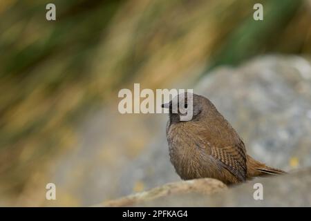 Der junge Cobb's Wren (Troglodytes cobbi) blickt von einem Felsen an der Küste der Sea Lion Island in den Falklandinseln aus Stockfoto