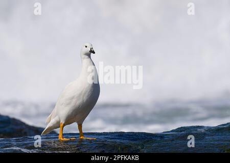 Männliche Kelp-Gans (Chloephaga hybrida malvinarum) an der felsigen Küste der Seelöweninsel auf den Falklandinseln. Stockfoto