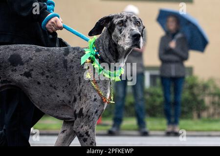 Harlekin großer däne Hund in Saint Patricks Day Kostüm während der Straßenparade. Stockfoto