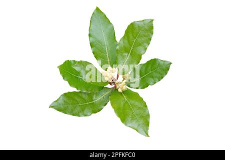 Laurus nobilis oder Lorbeerzweig mit Blättern und Blüten auf weiß isoliert. Lorbeerblätter zum Würzen von Speisen. Stockfoto