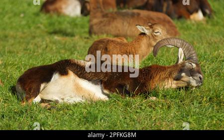 Ein erwachsener männlicher europäischer Muuflon mit großen Hörnern, die im Gras liegen und ruhen. Nahaufnahme, keine Menschen, keine KI. Stockfoto