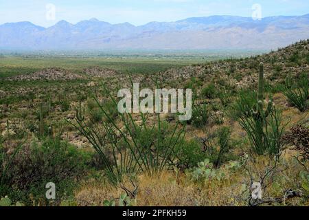 Catalina Mountains, die die Hügel von Tucson Arizona mit Kakteen umgeben Stockfoto