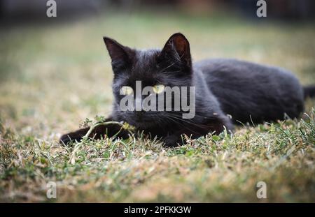 Junge schwarze Katze mit grünen Augen, die im Sommer auf dem Rasen liegt und zusieht Stockfoto