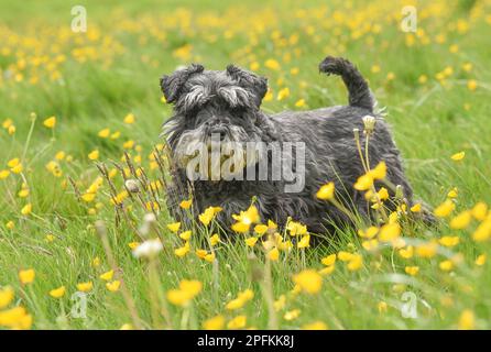 Ein alter schwarzer und silberner Schnauzer-Hund, der im Sommer auf einem Feld mit Butterblumen stand Stockfoto