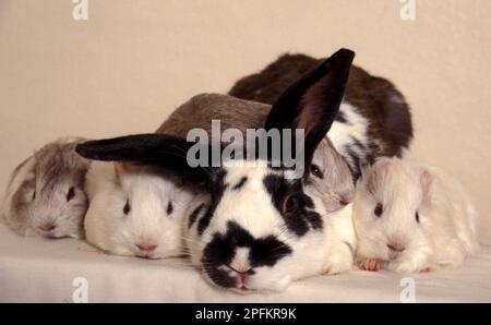 studioporträt von Kaninchen und Meerschweinchen Stockfoto