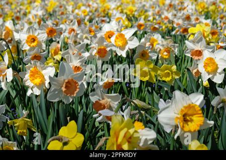 Frühlingsblumen-Banner. Gelb-weiße blühende Narzissen im Narzissenfeld. Gelbe Blütenblätter und grüne Blätter blühender Blumen. Grußkarte, mot Stockfoto