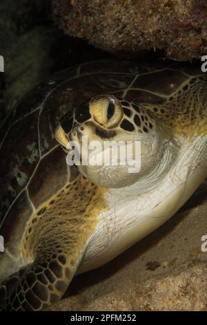 Hawksbill Meeresschildkröte (Eretmochelys imbricata) am Riff vor der niederländischen Karibikinsel Sint Maarten Stockfoto