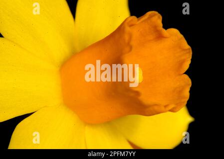 Nahaufnahme von Gelbnussbraun (Narcissus pseudonarcissus) Blüte auf schwarzem Hintergrund Stockfoto