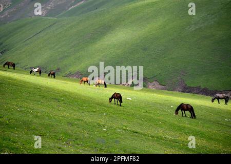 Qiongkushtai in Xinjiang, ein kleines kasachisches Dorf mit einem riesigen Grasland und gemütlichen Pferden und Schafen. Stockfoto