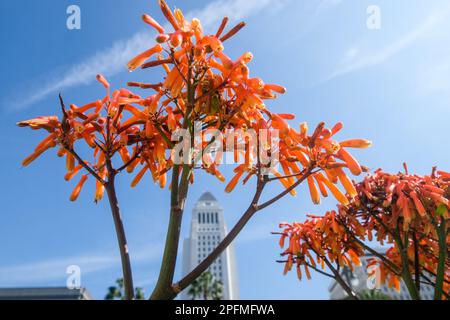 Los Angeles, Usa. 17. März 2023. Vor dem Rathaus in Los Angeles sind tiefe orangefarbene Blumen zu sehen. Kredit: SOPA Images Limited/Alamy Live News Stockfoto