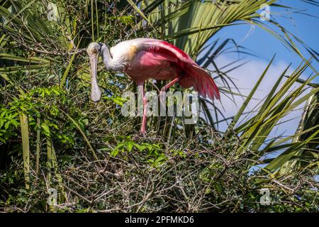 Ufervögel von St. Augustine, FL Stockfoto