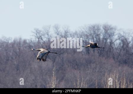 An einem Winternachmittag in Iowa fliegt ein Paar Sandhügelkräne, Grus canadensis, über einem Sumpf mit Bäumen und einem im Hintergrund verschwommenen Himmel. Stockfoto