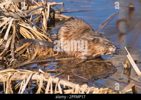 Eine Bisamratte, Ondatra zibethicus, mit dem Kopf entlang des Ufers eines Sumpfes in Iowa an einem Nachmittag im Winter. Stockfoto