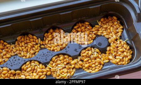 Junge Gerstensprossen mit Tautropfen während der Keimung von Samen im Boden in Blumentopf am Fenster. Grünes Gras für Haustiere. Stockfoto