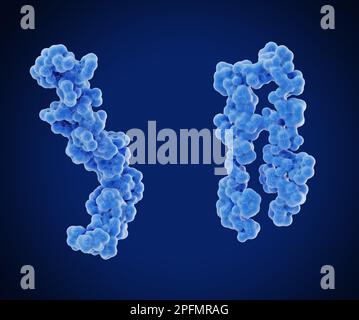 Amyloid-Beta-Peptid, Illustration Stockfoto