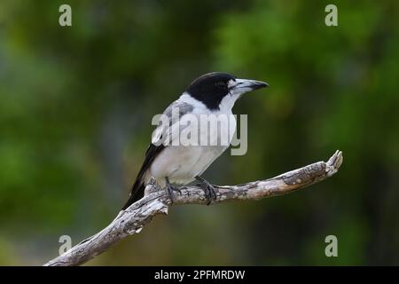 Ein erwachsener australischer grauer Buttervogel - Cracticus torquatus - auf einem Ast mit Blick nach rechts in farbenfrohem, bewölktem Licht Stockfoto