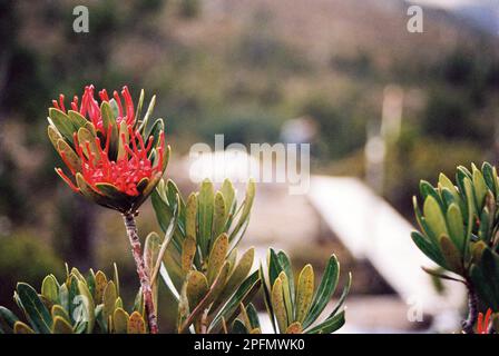 Tasmanische Waratah (Telopea truncata). Cradle Mountain - Lake St. Clair National Park. Kodak Portra 400 auf Nikon F6 Stockfoto