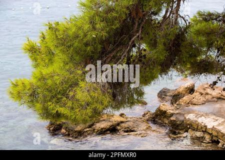Die Steinkiefer (Pinus pinea) am Ufer der Insel Lopud. Lopud ist eine kleine Insel vor der Küste von Dalmatien, Südkroatien. Die Insel ist Teil des Archipels der Elaphiti-Inseln. Stockfoto