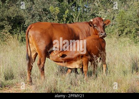 Freilandkuh mit Saugkalb auf einem Bauernhof in Südafrika Stockfoto