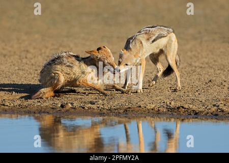 Ein Paar Schakale mit schwarzem Rücken (Canis mesomelas) interagiert, Kalahari Wüste, Südafrika Stockfoto