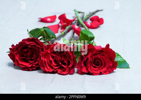 Drei rote Rosen kommen näher Stockfoto
