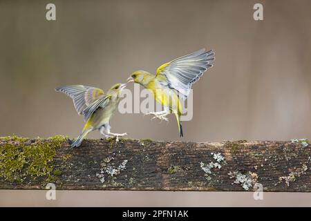 Europäischer Grünfink Carduelis chloris, Erwachsenenpaar-Kampf, Suffolk, England, März Stockfoto