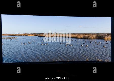 Brent Gänse Branta bernicla, Schwarm schwimmt auf Schrott gerahmt vom Fenster von Island Hide, RSPB Titchwell Nature Reserve, Norfolk, England, Februar Stockfoto