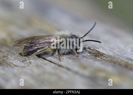 Natürliche Nahaufnahme eines männlichen Clarke's Mining beee, Andrena Clarkella sitzend Holz Stockfoto