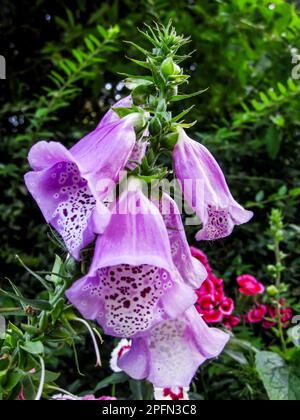 Rosa Lila, Foxglove, Digitalis purpurea, Blumen. Foxhandschuh, ursprünglich aus Europa und dem Mittelmeer, ist eine schöne, aber hochgiftige Blume Stockfoto