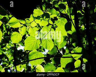 Die hinterleuchteten Blätter eines großblättrigen Kalkbaums, Tilia Platyphyllos. Fotografiert in Südengland Stockfoto