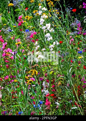 Eine Masse englischer Wildblumen in voller Blüte und Samenschoten, im Sommer in einem Garten in Südengland Stockfoto