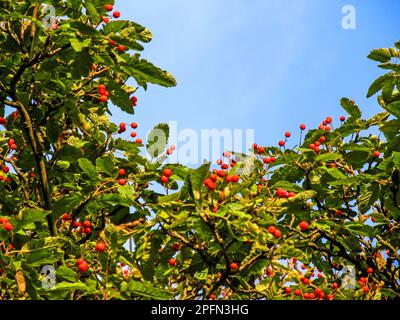 Kleine rote Beeren zusammen mit den grünen Blättern eines europäischen Rowan vor dem blauen Himmel im Frühherbstbereich Stockfoto