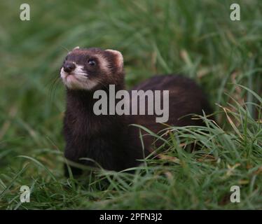 Datei Foto vom 04/11/17 eines Polecats, da die Auswirkungen von Straßenschlägen „weitaus schockierender“ sind als zuvor gedacht, haben Forscher gewarnt, basierend auf einer Analyse der Tierpopulationen weltweit. Stockfoto