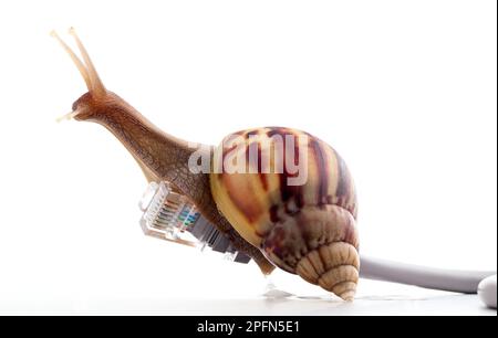 Schnecke mit rj45 Stecker symbolische Foto für langsame Internet-Verbindung. Breitband-Verbindung ist nicht überall verfügbar. Stockfoto