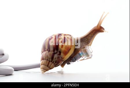 Schnecke mit rj45 Stecker symbolische Foto für langsame Internet-Verbindung. Breitband-Verbindung ist nicht überall verfügbar. Stockfoto