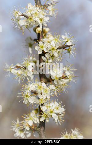 Natürliche vertikale Nahaufnahme der strahlend weißen Blüten des Frühblüten Blackthorns, Prunus spinosa im Frühling Stockfoto