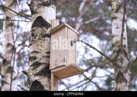 Starling klettert in ein Vogelhaus auf einer Birke Stockfoto