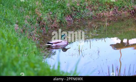 Einsamer drake schwimmt auf einem Teich Stockfoto