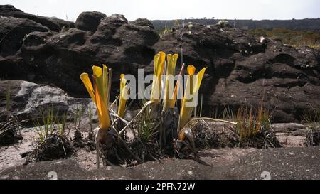 Gelbe Pitcher des fleischfressenden Bromeliads Brocchinia reducta, vor schwarzen Sandsteinfelsen auf Auyan Tepui, Venezuela Stockfoto