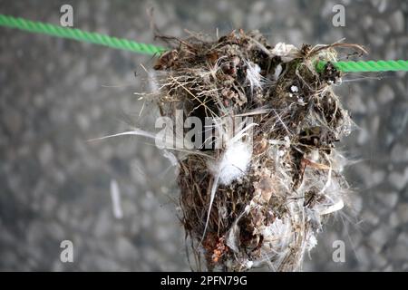 Purple Sunbird (Cinnyris asiaticus) Nest mit Zweigen, Federn, Spinnennetz und Fäden: (Pix Sanjiv Shukla) Stockfoto