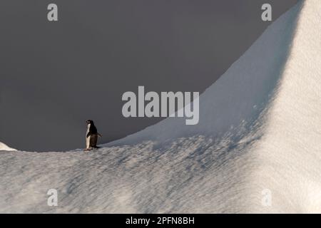 Südgeorgien, Adelie-Pinguin (Pygoscelis adeliae) Stockfoto