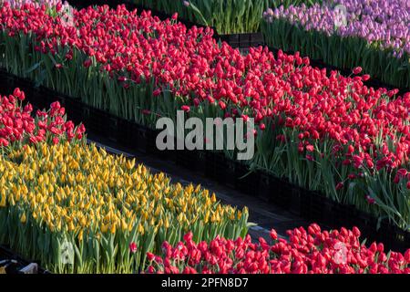 Tulpenreihen Am Nationalen Tulpentag In Amsterdam, Niederlande 23-1-2023 Stockfoto