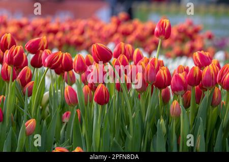 Tulpenreihen Am Nationalen Tulpentag In Amsterdam, Niederlande 23-1-2023 Stockfoto