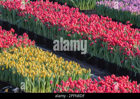 Tulpenreihen Am Nationalen Tulpentag In Amsterdam, Niederlande 23-1-2023 Stockfoto