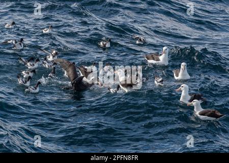 Südgeorgien, Schwarzer Albatross (Thalassarche melanophrys); Kap Petrels (Daption capense) Stockfoto