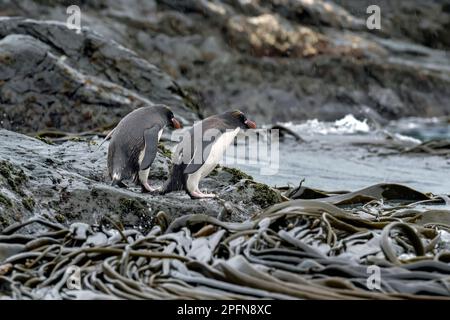 Südgeorgien, Cooper Bay. Makkaroni-Pinguine (Eudyptes chrysolophus) Stockfoto