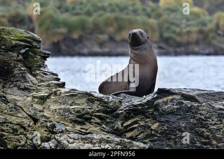 Südgeorgien, St. Andrews Bay. Seehund, antarktisch (Arctocephalus gazella) Stockfoto